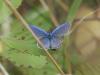 Plebejus argyrognomon